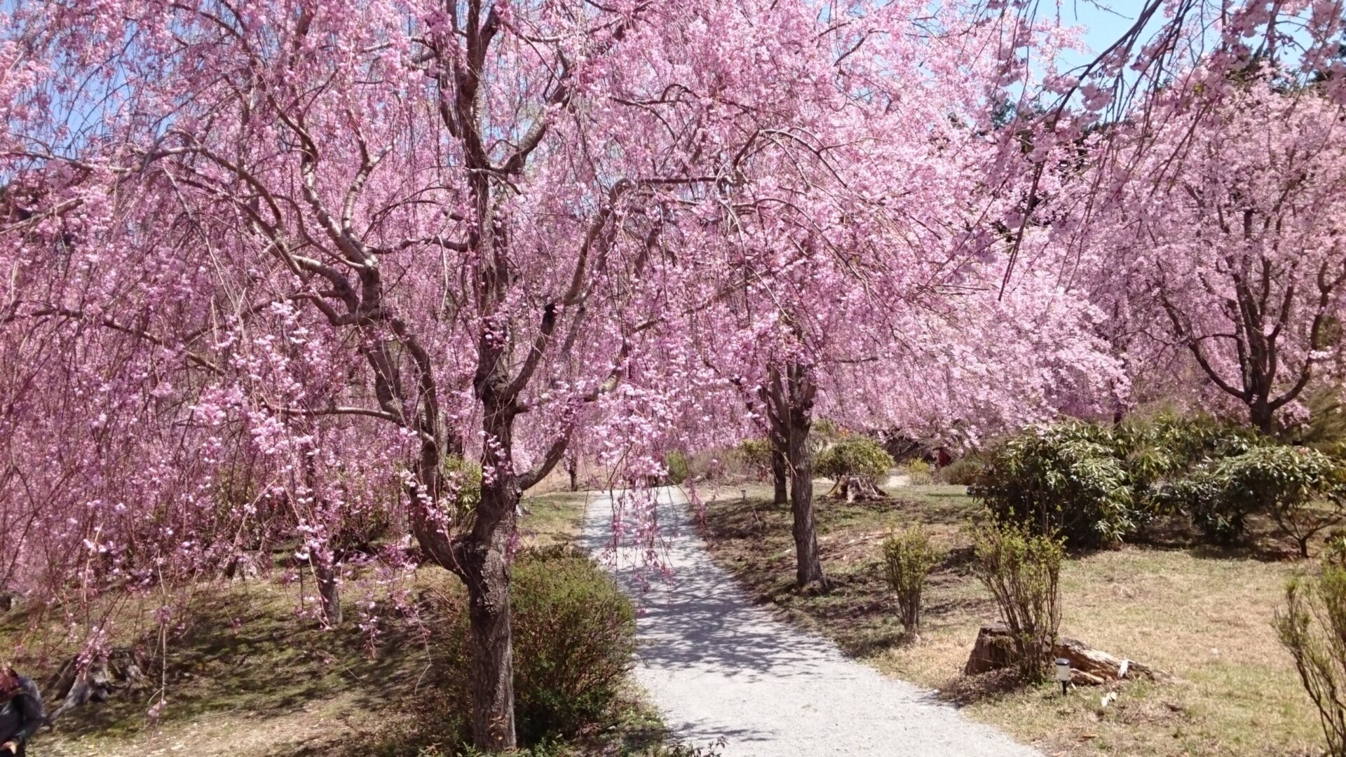 1000本のしだれ桜と山々の絶景を楽しめる「天空の庭 高見の郷」