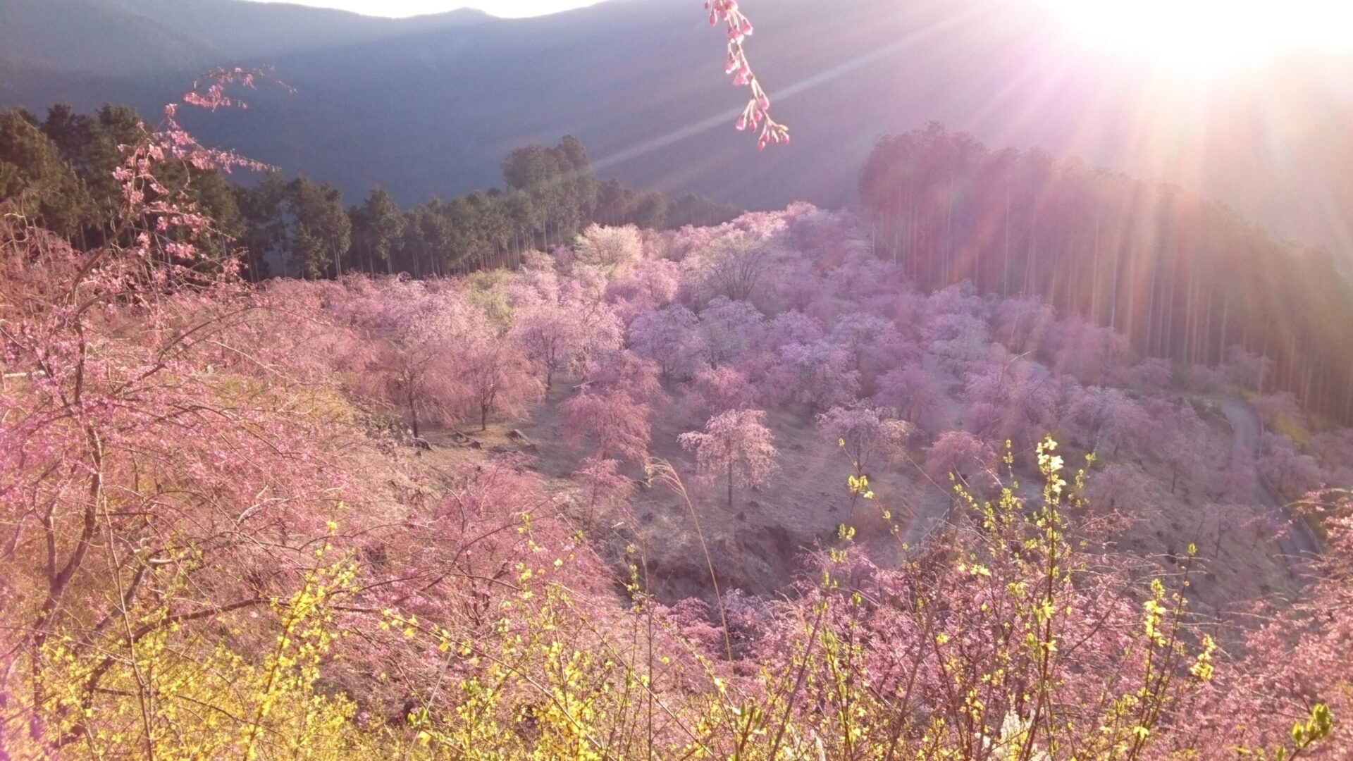 1000本のしだれ桜と山々の絶景を楽しめる「天空の庭 高見の郷」