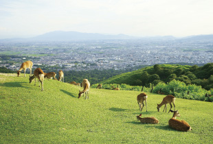 A．東大寺・春日大社・興福寺・若草山（VR体感コース）