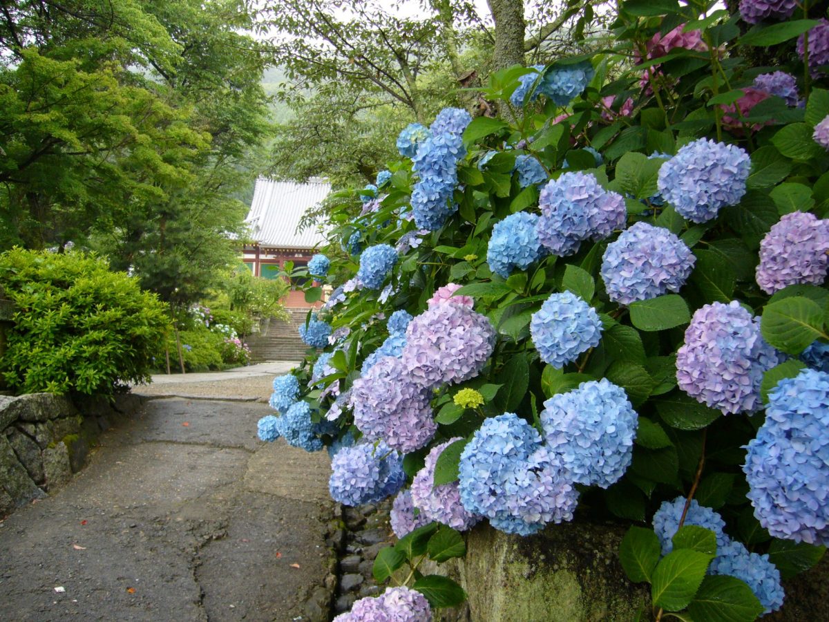 矢田寺 臨時バス ページ サムネイル画像