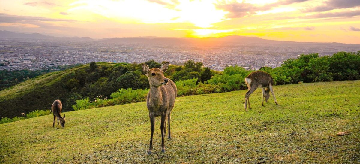 若草山頂行きバス “Wakakusa Hilltop Bus” ページ サムネイル画像