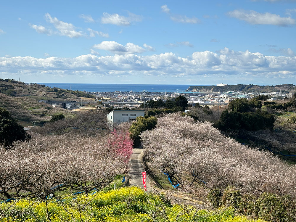 スタンダード車 サムネイル画像