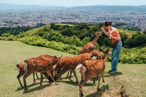大和路観光に、臨時バス運行情報