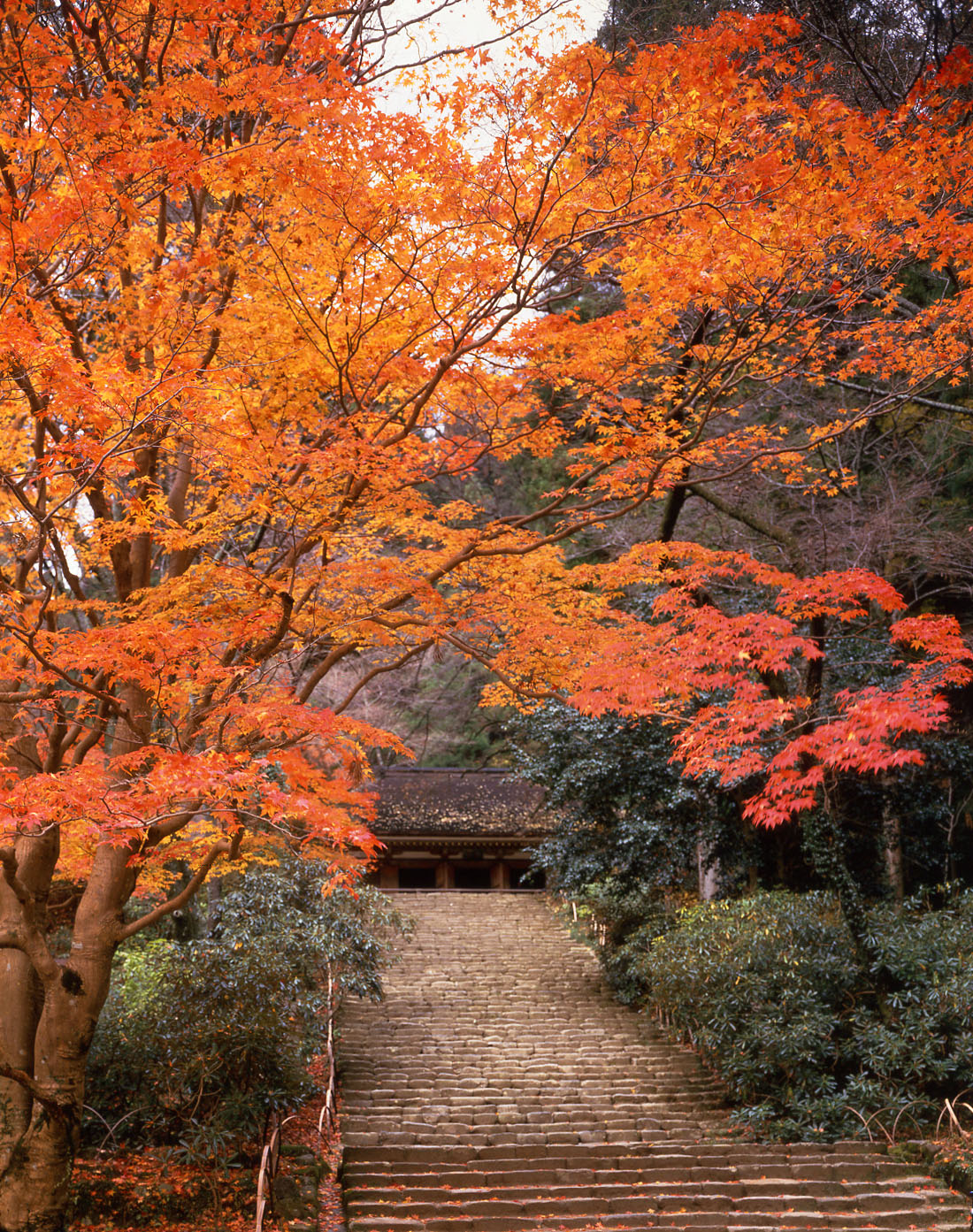 室生寺・室生龍穴神社（秋） ページ サムネイル画像