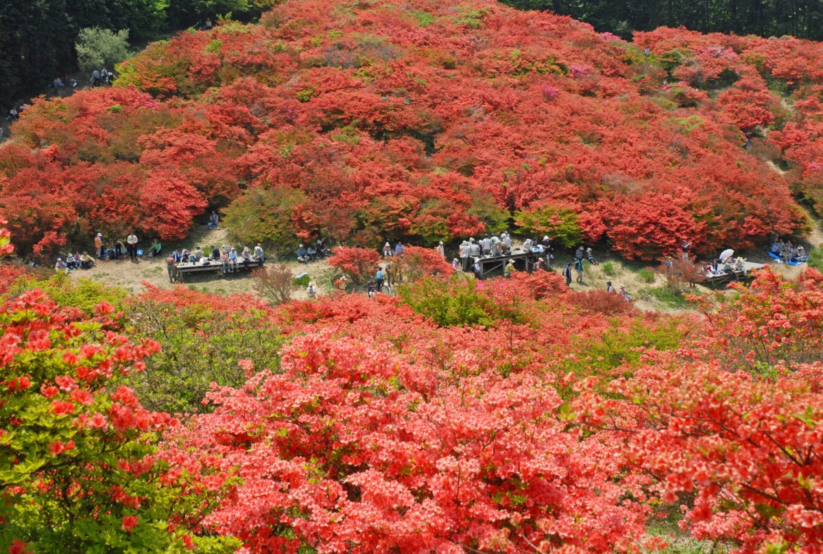 葛城山（春） ページ サムネイル画像