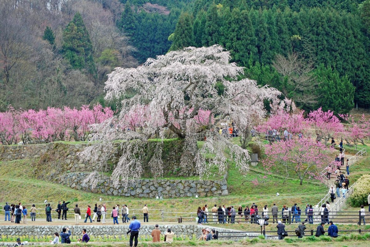 又兵衛桜（春） ページ サムネイル画像