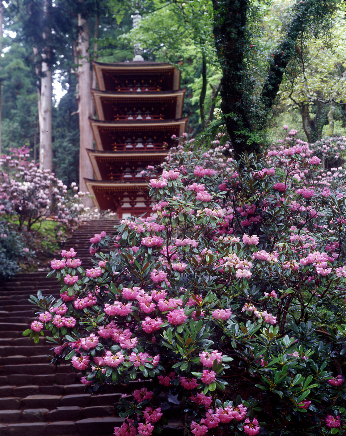 室生寺・室生龍穴神社（春） ページ サムネイル画像