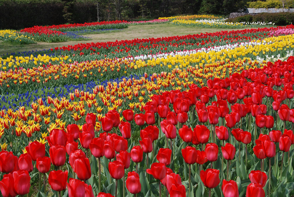 県営馬見丘陵公園（春） ページ サムネイル画像