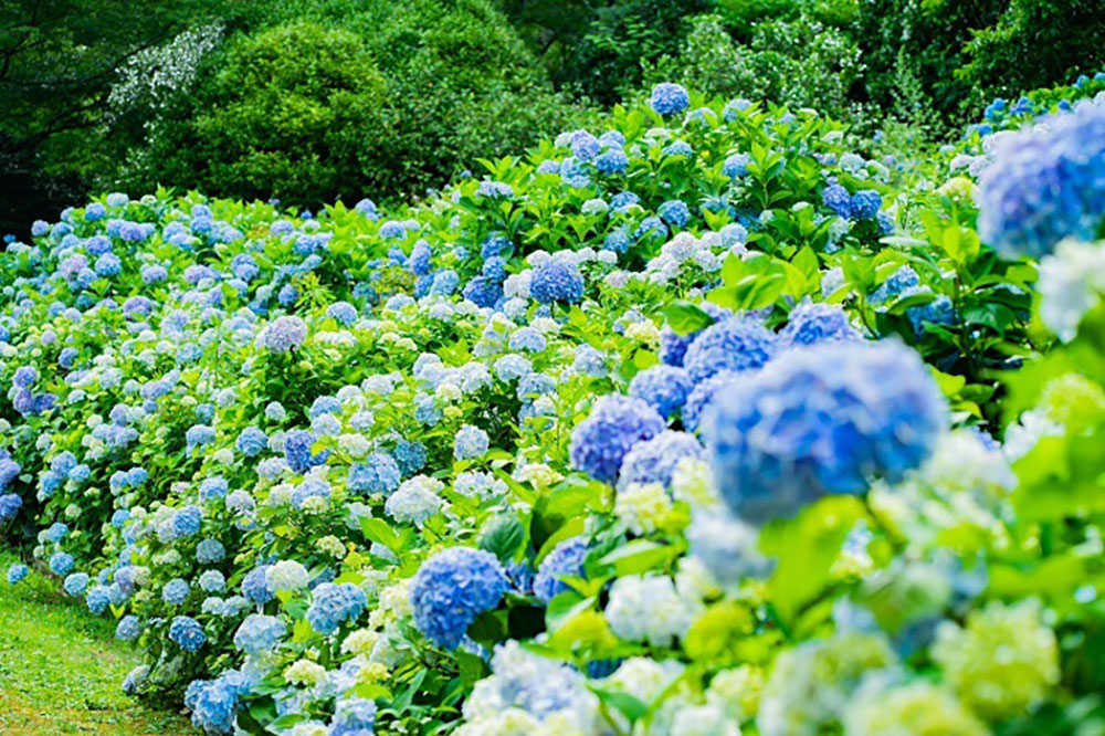 彩り豊かなアジサイが咲く！舞鶴自然文化園と美しい海が自慢 若狭高浜明鏡洞 サムネイル画像