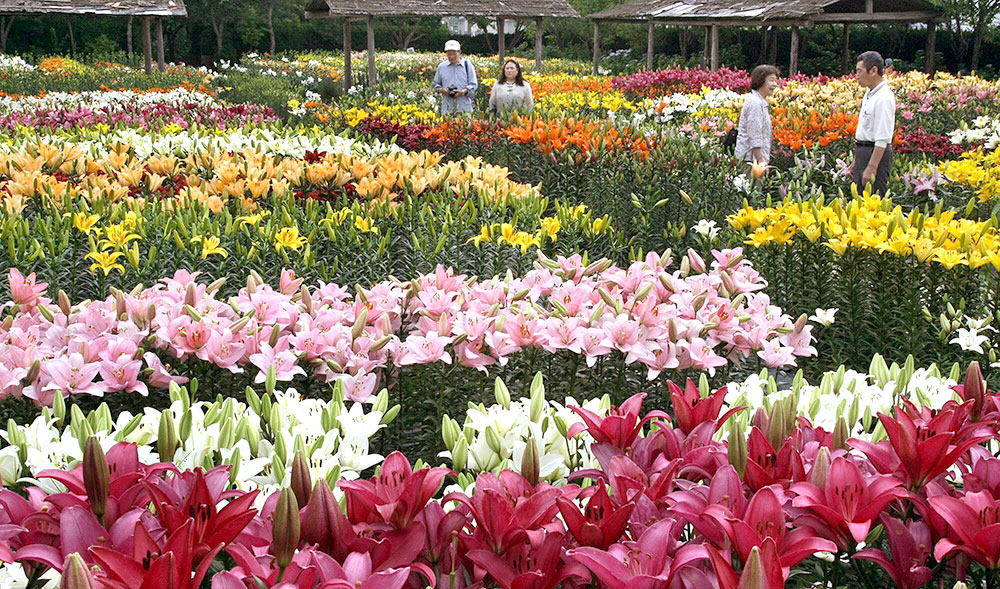 大阪発 （住道・新石切） サムネイル画像